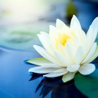 The Three Sacred Principles. Part 1: Refuge and Bodhichitta